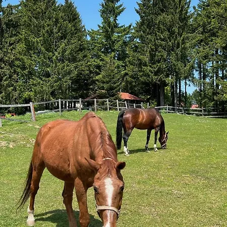 Wildwood Mit Wellness Sankt Englmar