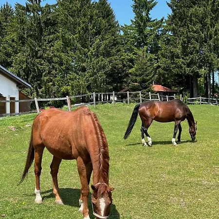 Wildwood Mit Wellness * Sankt Englmar